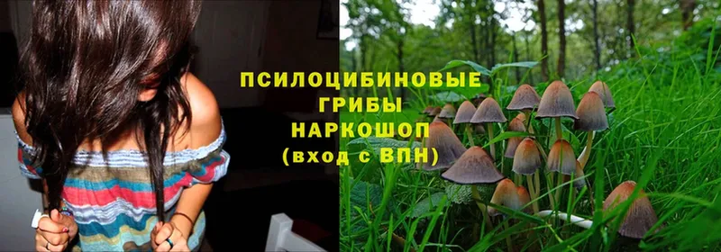 купить наркотик  даркнет как зайти  Галлюциногенные грибы Psilocybe  Балашов 